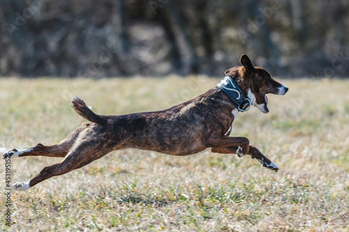 Basenji running full speed at lure coursing dog sport