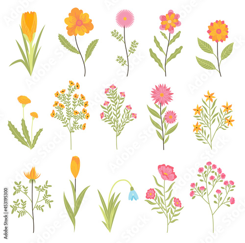 Spring flowers. Botanical floral design set. Garden floral plants on white background. Colorful flat illustration. Good decoration for wedding invitations or scrapbook