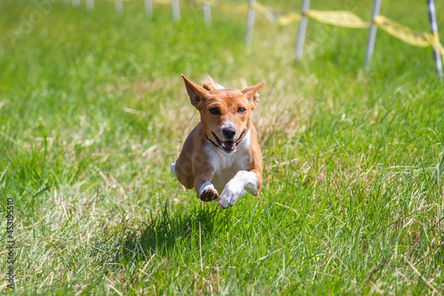 basenji champion lifted off the ground during competition