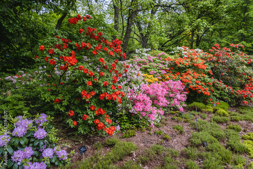 Mix of variety of Rhododendron flowers