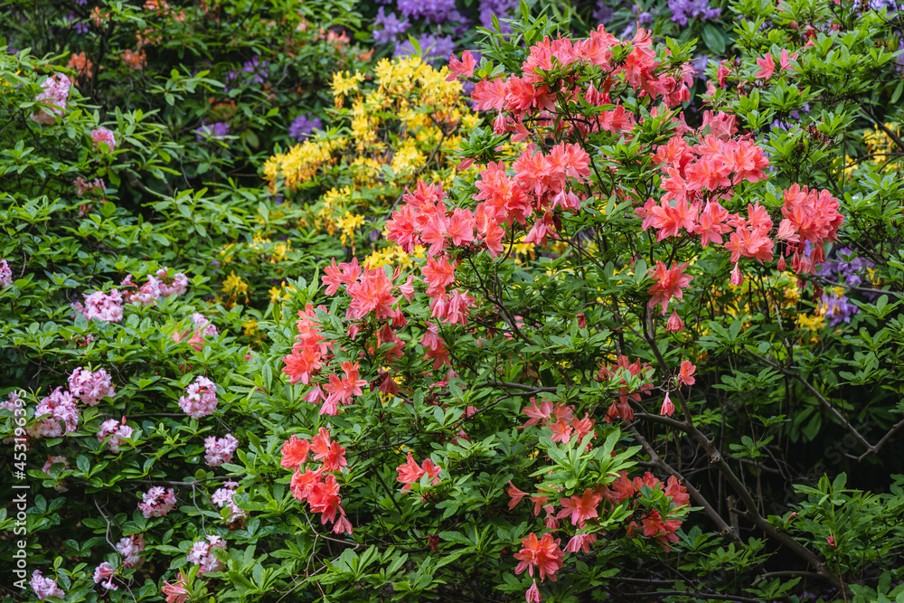Close up on a mix of vaierty of Rhododendron flowers