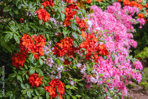 Wallpaper Mural Close up on a orange and pink Rhododendron flowers Torontodigital.ca