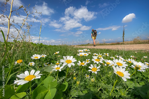 Pilgrim Walking Past a Meadow of Daisies along the Way of St James Pilgrimage Trail Camino de Santiago