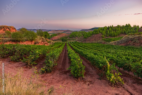 Morning Time Picturesque Landscapes of Vineyards and Rolling Hills of the La Rioja Region of Spain on the Way of St James Pilgrimage Trail Camino de Santiago photo