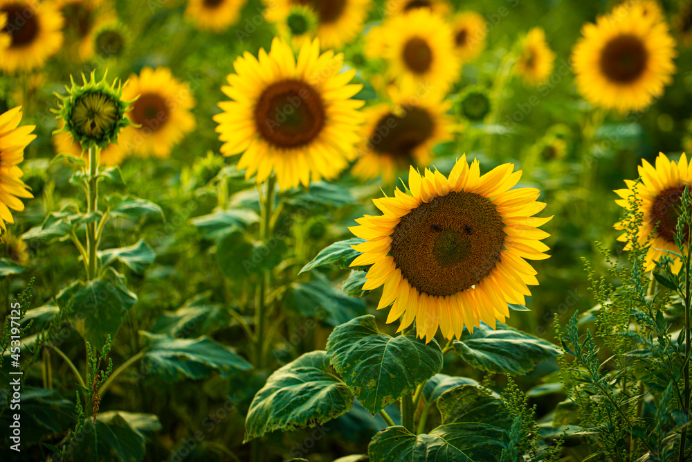 sunflower field in summer sunflower field in summer