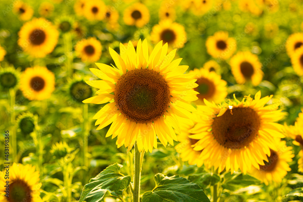 field of sunflowers