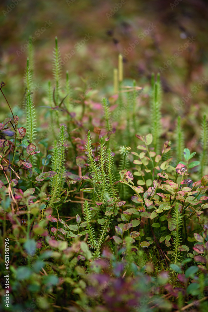 Close up of lycopodium plants in taiga forest. Close up of lycopodium plants in taiga forest.