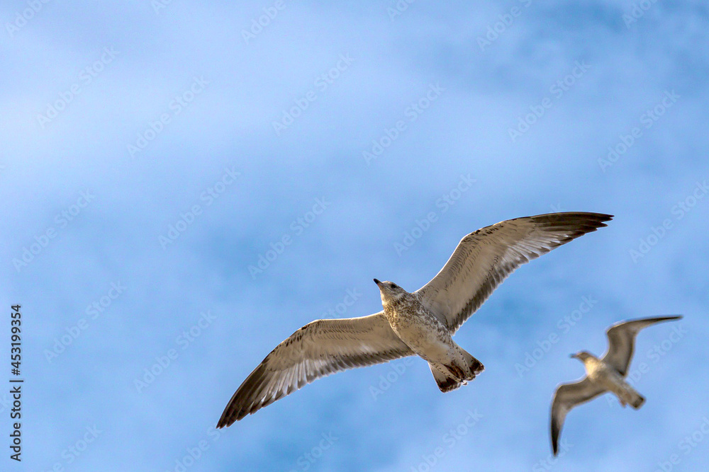 Fototapeta premium Seagulls in Flight