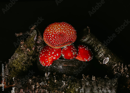 Amanita mushrooms in a pot among logs with moss on a dark gloomy background. Halloween concept. Witch Potion Ingredient