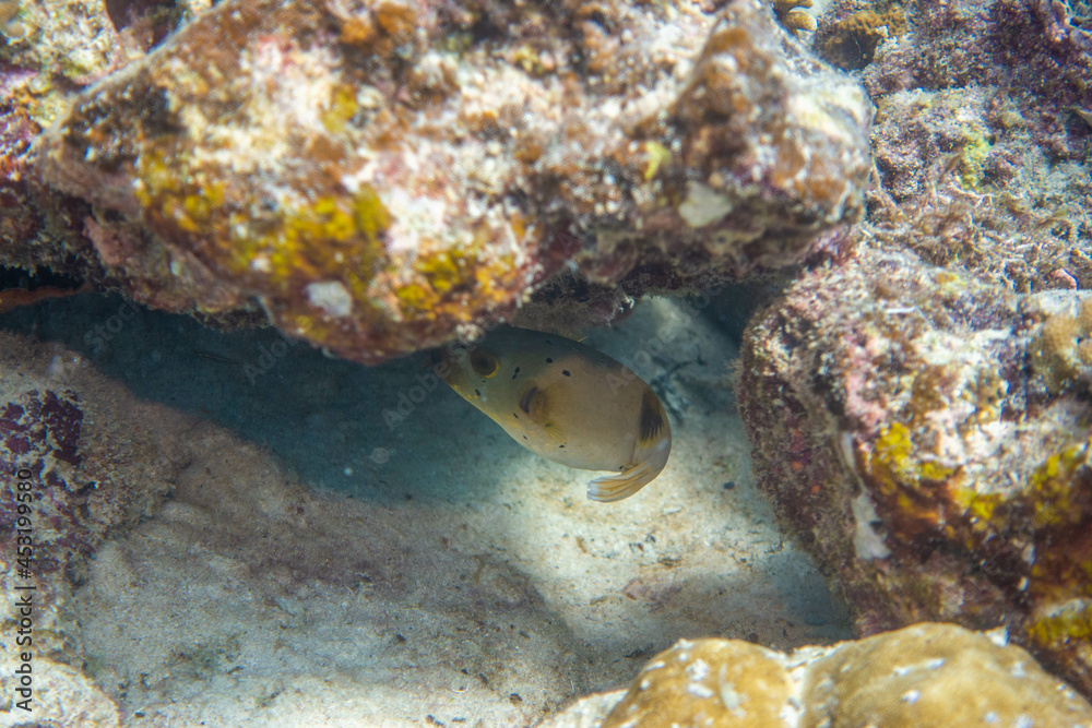 フィリピン、セブ島の南西部にあるモアルボアルでダイビングする風景 Scenery of diving in Moalboal, southwest of Cebu Island, Philippines. フィリピン、セブ島の南西部にあるモアルボアルでダイビングする風景 Scenery of diving in Moalboal, southwest of Cebu Island, Philippines.