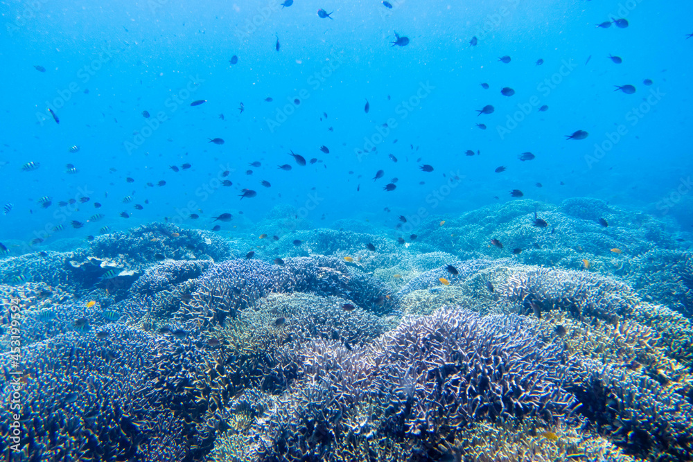 Obraz premium フィリピン、セブ島の南西部にあるモアルボアルでダイビングする風景 Scenery of diving in Moalboal, southwest of Cebu Island, Philippines.