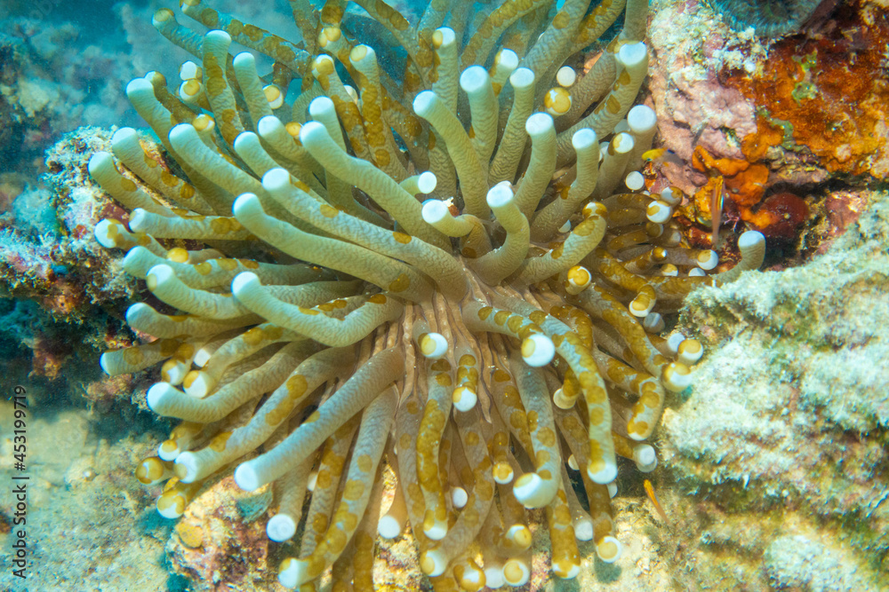 フィリピン、セブ島の南西部にあるモアルボアルでダイビングする風景 Scenery of diving in Moalboal, southwest of Cebu Island, Philippines. フィリピン、セブ島の南西部にあるモアルボアルでダイビングする風景 Scenery of diving in Moalboal, southwest of Cebu Island, Philippines.