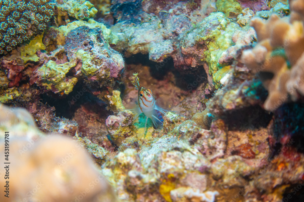 フィリピン、セブ島の南西部にあるモアルボアルでダイビングする風景 Scenery of diving in Moalboal, southwest of Cebu Island, Philippines.