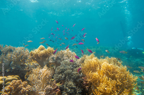 Fototapeta Naklejka Na Ścianę i Meble -  フィリピン、セブ島の南西部にあるモアルボアルでダイビングする風景 Scenery of diving in Moalboal, southwest of Cebu Island, Philippines.