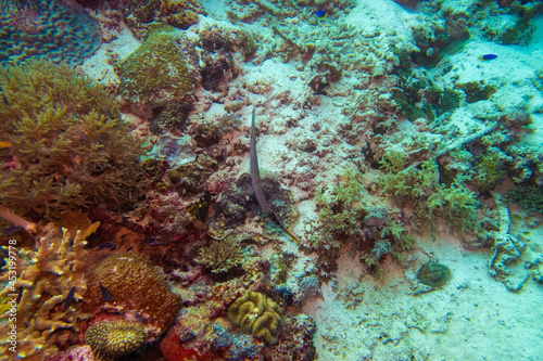 フィリピン、セブ島の南西部にあるモアルボアルでダイビングする風景 Scenery of diving in Moalboal, southwest of Cebu Island, Philippines.