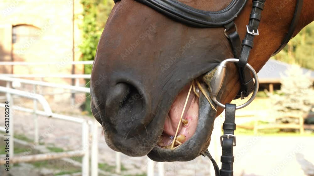 horse chewing eating hay with a bit in its mouth