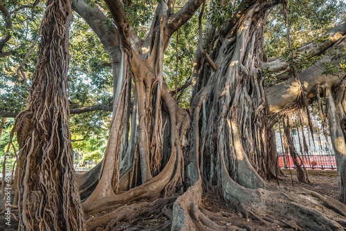 Old Moreton Bay fig tree in Garibaldi park in Palermo city, Sicily Island in Italy photo