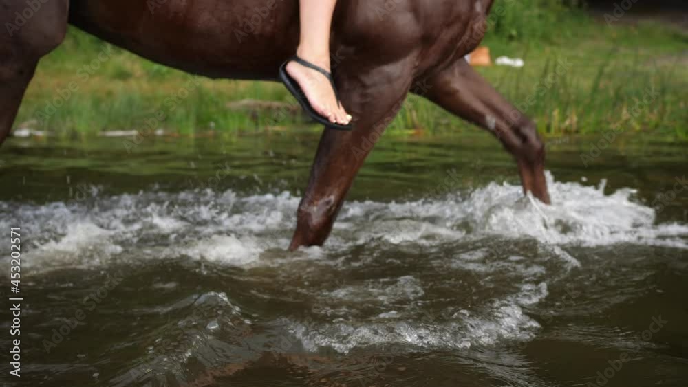 horse wadign walking in water lake