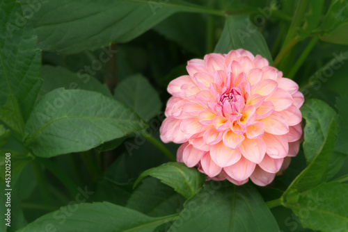 Peach pink  waterlily Dahlia