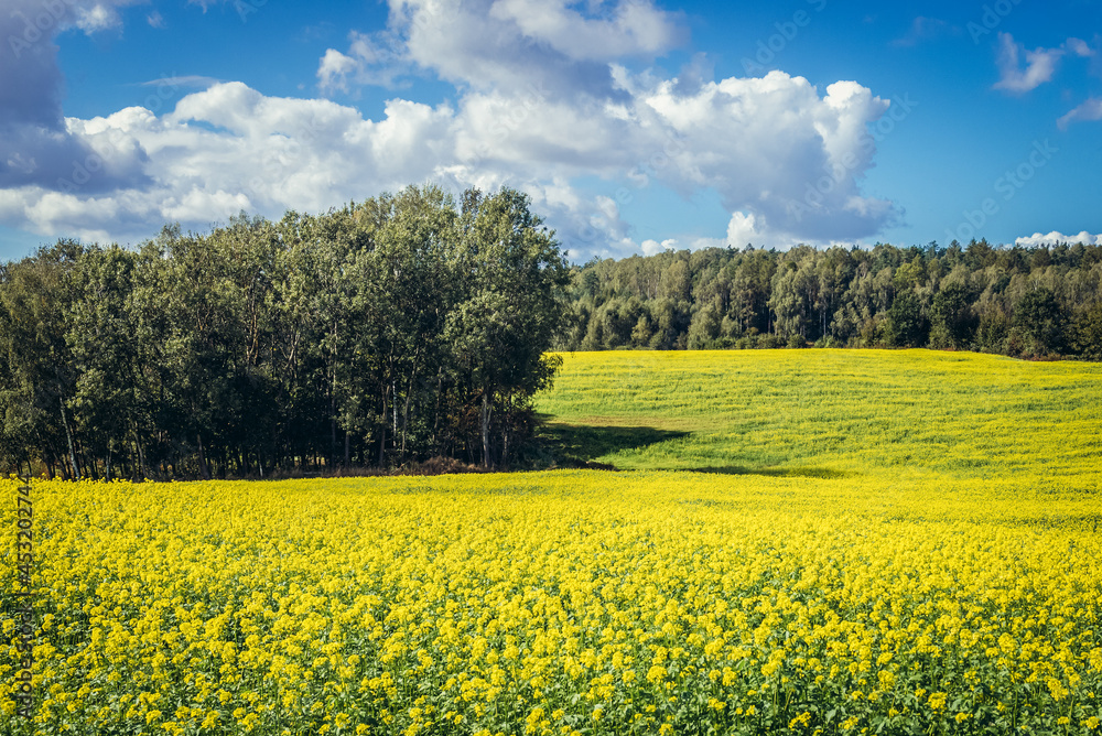 Summer view of rapeseed field in Warmia and Mazury region of Poland
