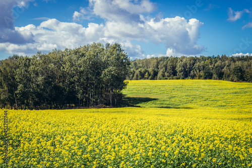 Summer view of rapeseed field in Warmia and Mazury region of Poland