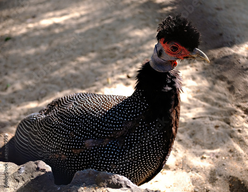 crested guineafowl (guttera pucherani).  close-up of a spotted bird photo