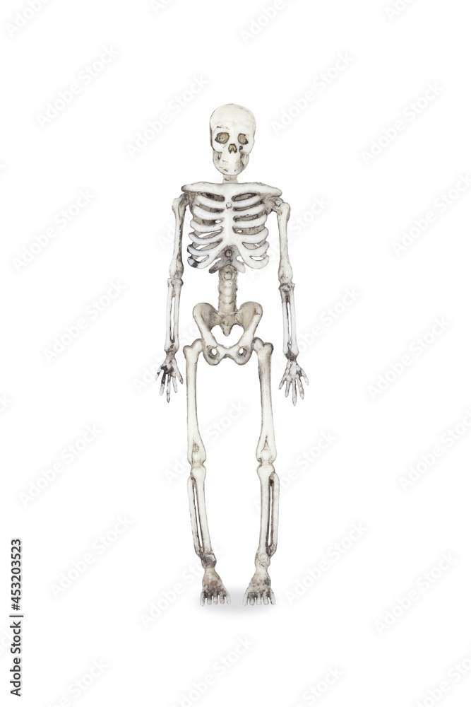 Artificial human skeleton, isolated on white background Artificial human skeleton, isolated on white background