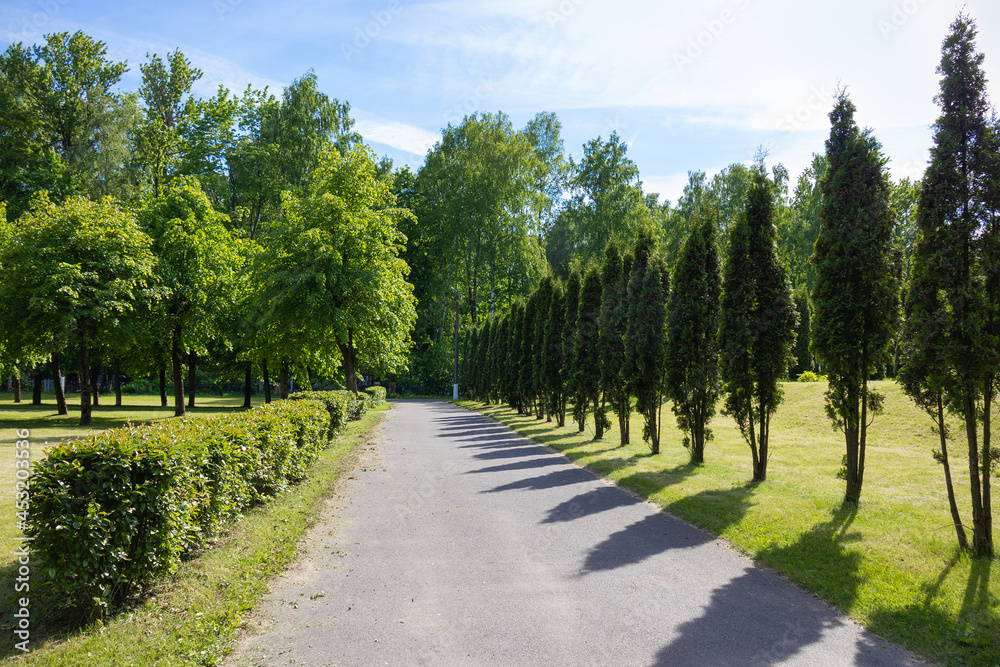 Summer alley, park of green trees under the blue sky