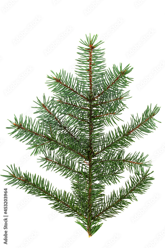 spruce branch with needles, isolate on a white background