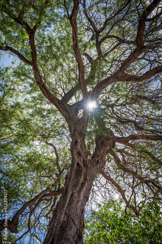 Rays of sunlight peek through the long tangled branches of a Hawaiian Koa tree found on a beach in Lahaina, Maui, Hawaii.  photo