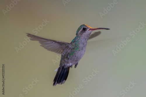 A broad-billed hummingbird with pollen on its head in flight against a green background. 