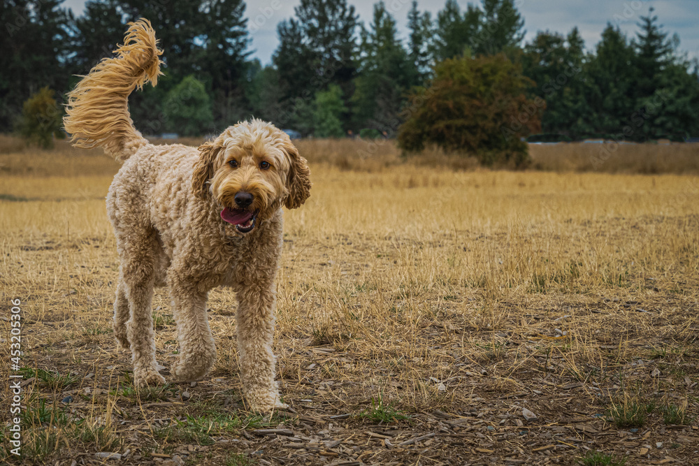 2021-08-26 LARGE GOLDEN DOODLE WITH HIS TONGUE OUT AND BRIGHT EYES WALKING IN A OPEN FIELD