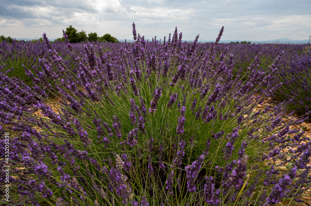 Fototapeta premium Touristic destination in South of France, colorful lavender and lavandin fields in blossom in July on plateau Valensole, Provence.