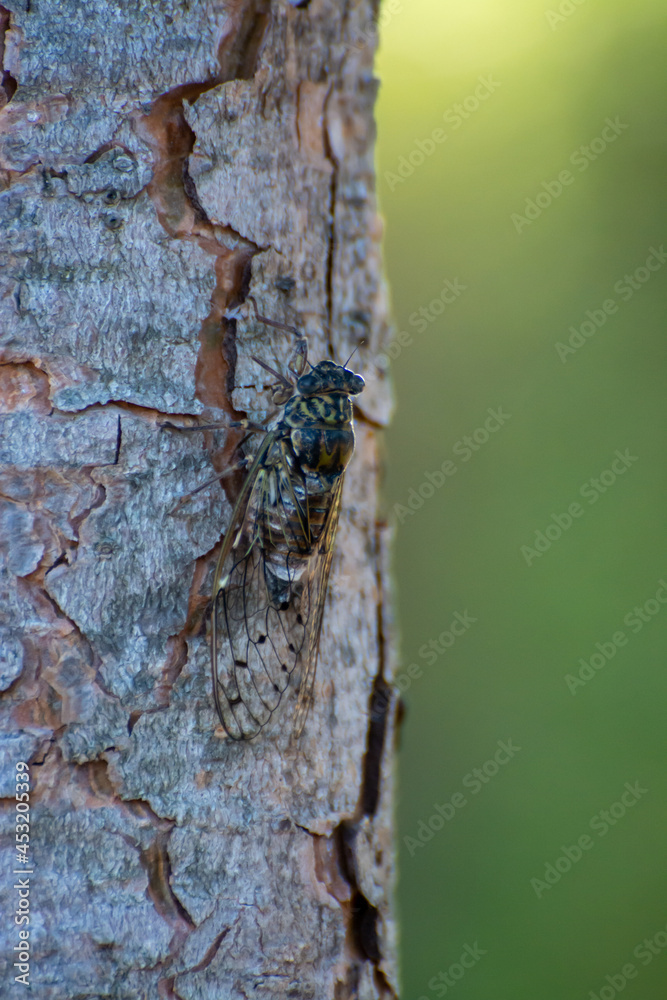 Symbol of Provence, cicada orni insect sits on tree close-up Symbol of Provence, cicada orni insect sits on tree close-up