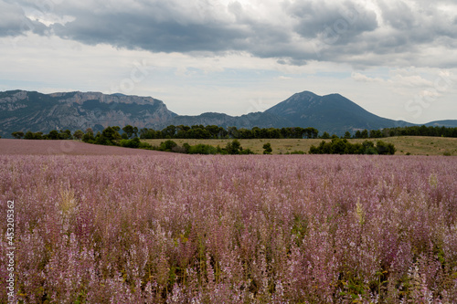 Cultivation of aromatic medicinal plant clary sage or Salvia scarlea used in perfurmery industry on Valensole plateau in Provence  France