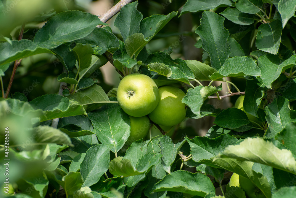 Young green apples growing on apple trees on orchards in Provence, France Young green apples growing on apple trees on orchards in Provence, France
