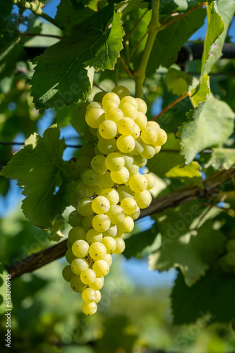 Wallpaper Mural Bunches of white wine muscat grapes ripening on vineyards near Terracina, Lazio, Italy Torontodigital.ca