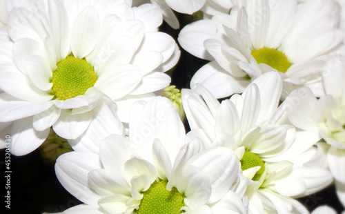 white chrysanthemum flowers