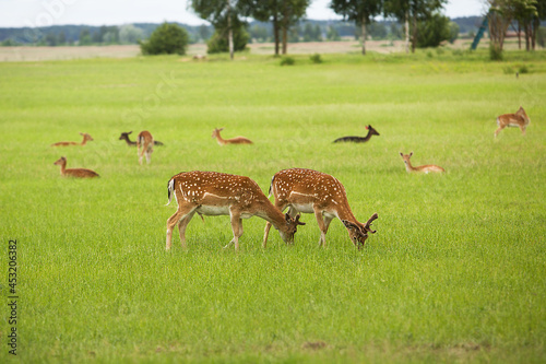 Pair of young deer walks across the field in the reserve. © fotodiya83