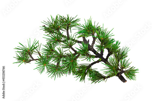 Pine or spruce branch  isolated on a white background. Beautiful branch of a coniferous tree  an evergreen plant.