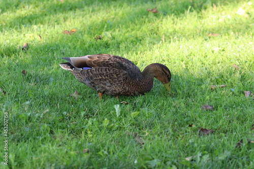 duck in the grass