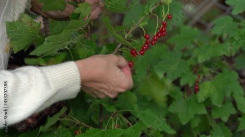 The girl is picking red berries close-up view on hands