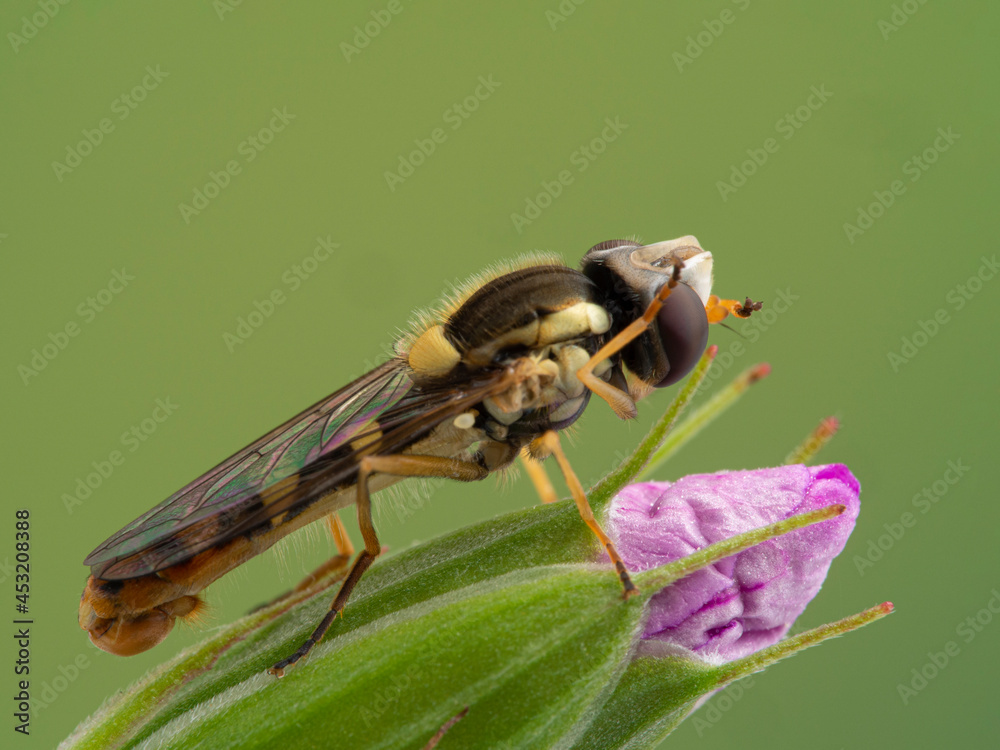 P1010037 male hoverfly, Sphaerophoria sulphuripes, grooming its eyes cECP 2020 P1010037 male hoverfly, Sphaerophoria sulphuripes, grooming its eyes cECP 2020