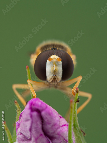 P1010049 male hoverfly, Sphaerophoria sulphuripes, facing camera cECP 2020 photo