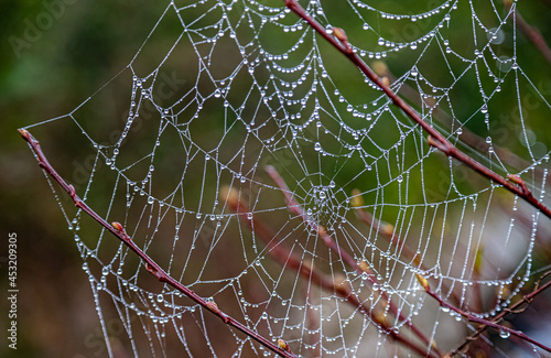 Spider Web Covered with Morning Dew Drops on the Way of St James Pilgrimage Trail Camino de Santiago