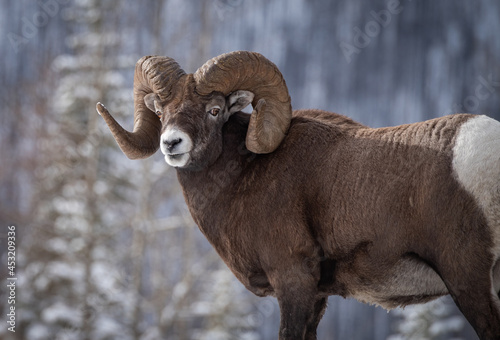 Bighorn Sheep Ram in Alberta Canada © Harry Collins