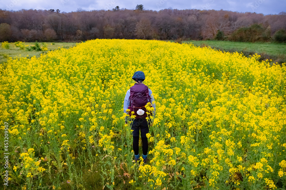 Pilgrim Standing in the Middle of Blooming Rapeseed Field along the Way of St James Pilgrimage Trail Camino de Santiago