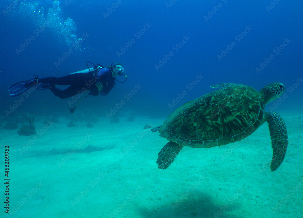 underwater sea turtle and scuba diver , caribbean sea underwater sea turtle and scuba diver , caribbean sea