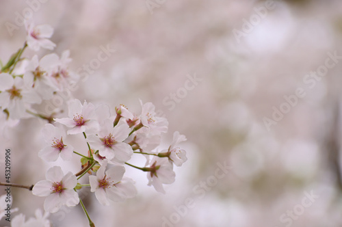 A close-up of cherry blossoms taken in Tokyo, Japan.