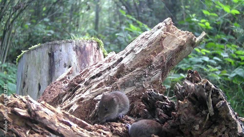 Erdmaus (Microtus agrestis) photo